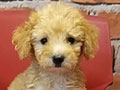 Jual Poodle Diskon 50%