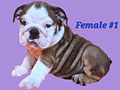 High Quality English Bulldog Puppies