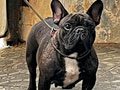 Dijual Indukan Muda French Bulldog