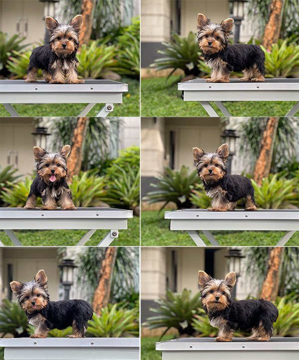 For Sale Puppy Teacup Male Yorkshire Terrier