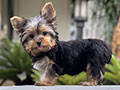 For Sale Puppy Teacup Male Yorkshire Terrier