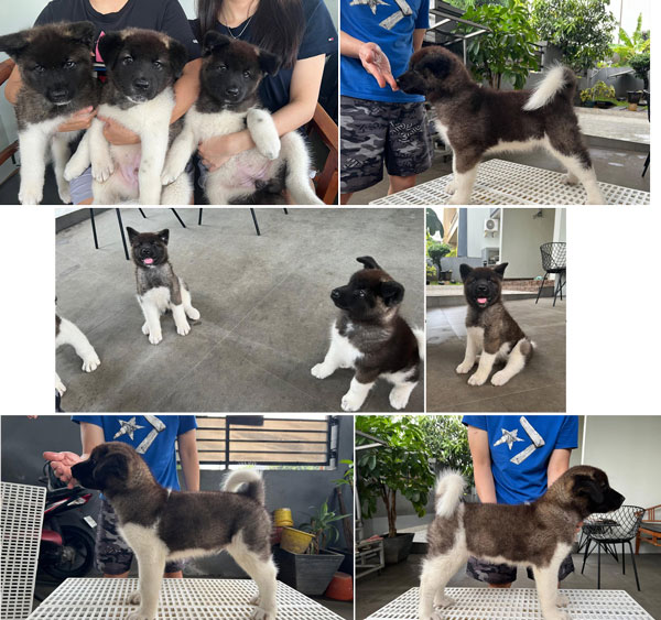 Dijual Cepat Anakan American Akita Good Quality