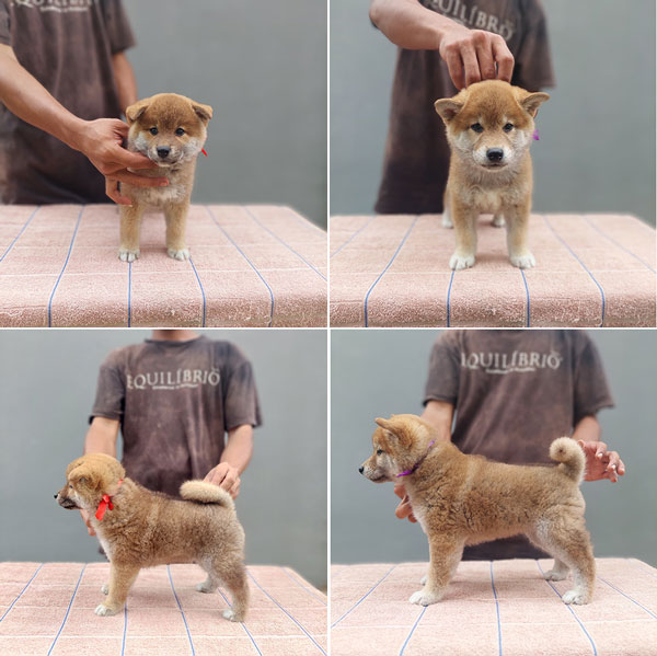 High Quality Male Female Shiba Inu