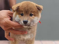 High Quality Male Female Shiba Inu