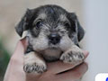 Dijual Turun Harga Schnauzer Pure Breed