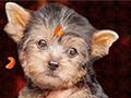 Yorkshire Terrier Puppies