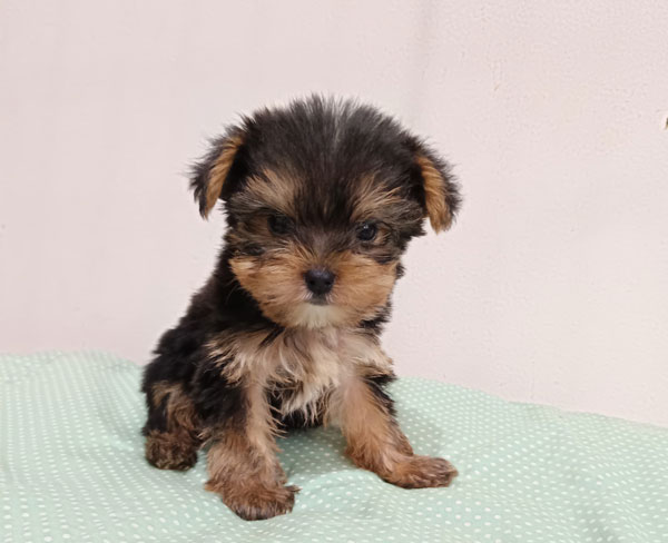 Jual Puppy Yorkie Jantan