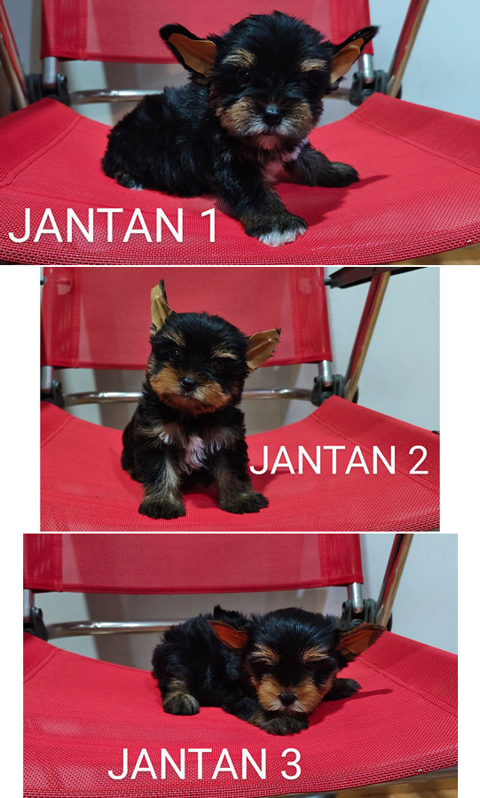 Jual Yorki Jantan Size Kecil