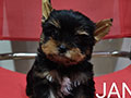 Jual Yorki Jantan Size Kecil