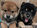 Jual Shiba Inu All Male