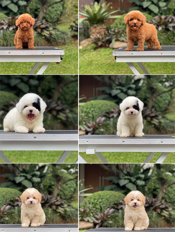 For Sale Puppy Tiny Mismark Parti Toy Poodle