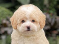 For Sale Puppy Tiny Mismark Parti Toy Poodle