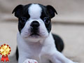 For Sale Female Boston Terrier 
