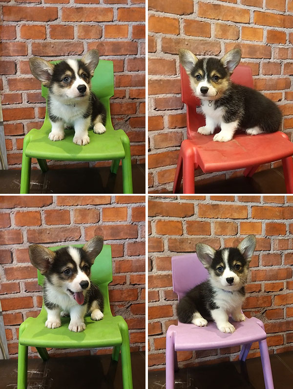 Jual Mini Corgi