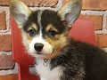 Jual Mini Corgi