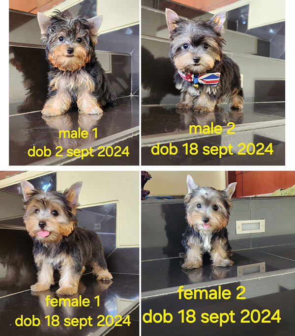 For Sale Anakan Yorkshire Terrier
