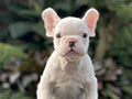 For Sale Puppy Male White French Bulldog