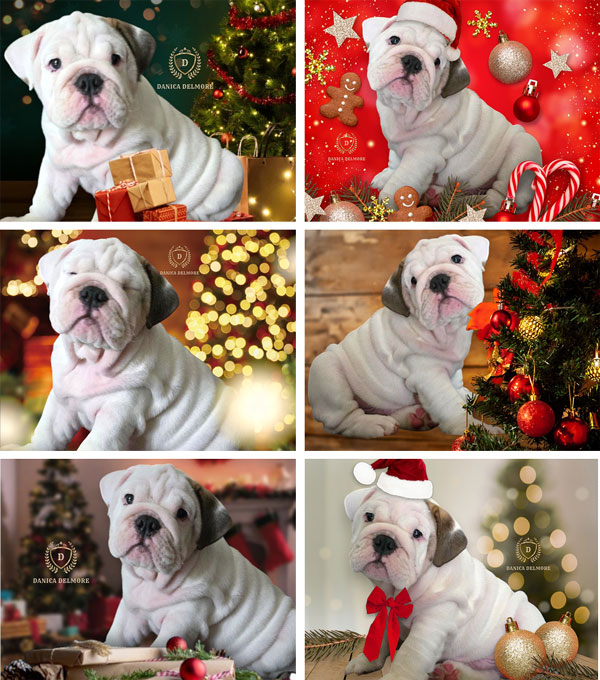 Premium Quality English Bulldog Puppy