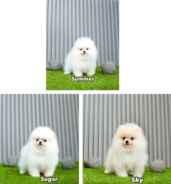 Anakan Pomeranian High Quality