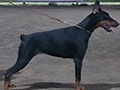 Dobermann Import From Ukraine