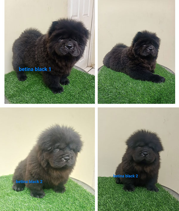 Jual 2 Puppies Chow Chow Black