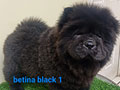 Jual 2 Puppies Chow Chow Black