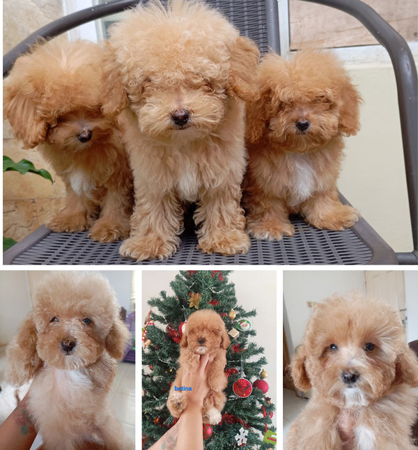 Dijual 4 Puppies Toy Poodle