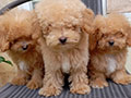 Dijual 4 Puppies Toy Poodle