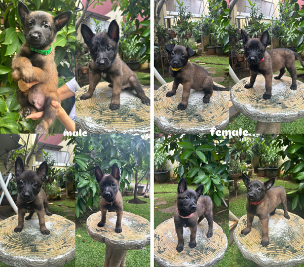 For Sale Belgian Malinois Puppies