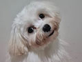 Dijual 1 Ekor Anakan Maltese