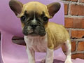 Promo Besar French Bulldog Puppies