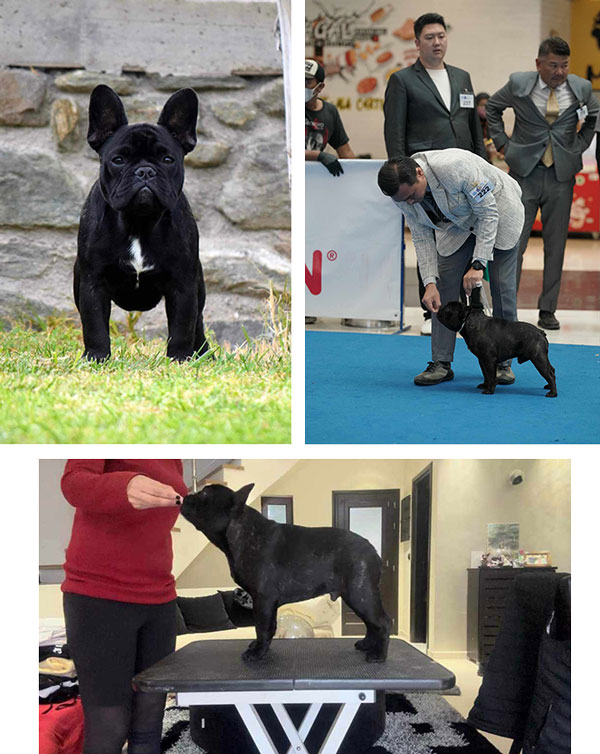 Pejantan French Bulldog : Cane Guardiano Galileo