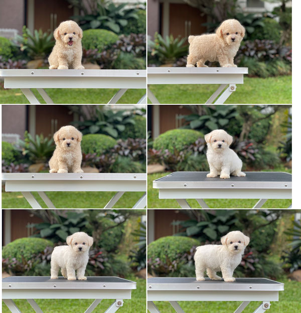 For Sale Puppy Tiny Male Female Fawn Poodle