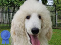 Jual Diskon Standard Poodle Jantan