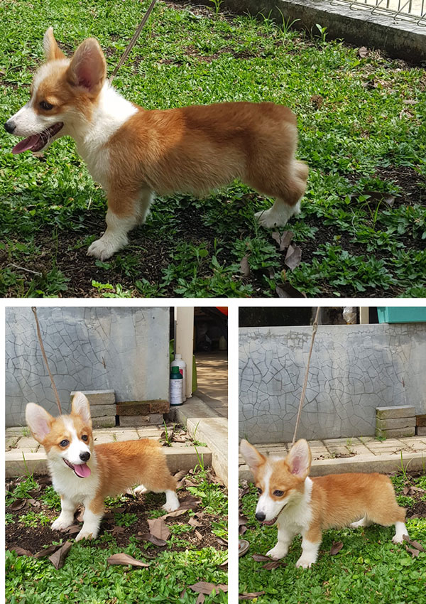 For Sale Corgi Male Son Ina Ch Import Korea
