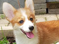For Sale Corgi Male Son Ina Ch Import Korea