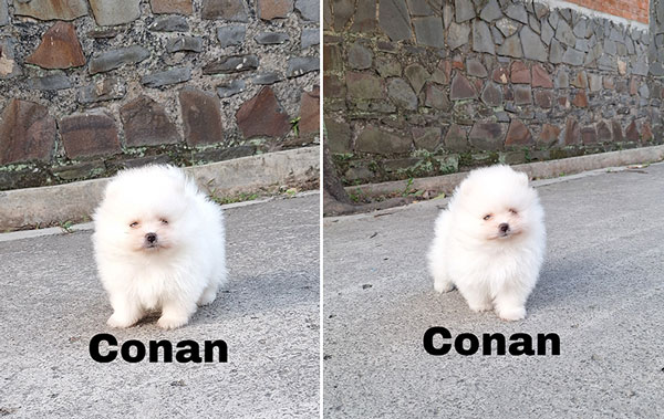 For Sale Puppies Pomeranian