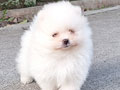 For Sale Puppies Pomeranian