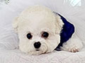 Mini Korean Pretty Dolly Face Bichon Frise - Oriana