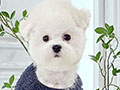 Mini Korean Pretty Dolly Face Bichon Frise - Ichiro