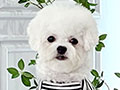 Mini Korean Pretty Dolly Face Bichon Frise - Alvaro
