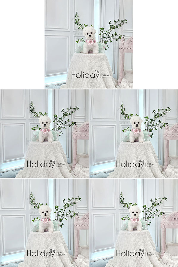 Mini Korean Pretty Dolly Face Bichon Frise - Holiday