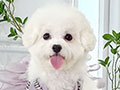 Mini Korean Pretty Dolly Face Bichon Frise - Griselda