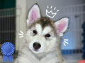 For Sale Puppy Jantan Betina Alaskan Malamute