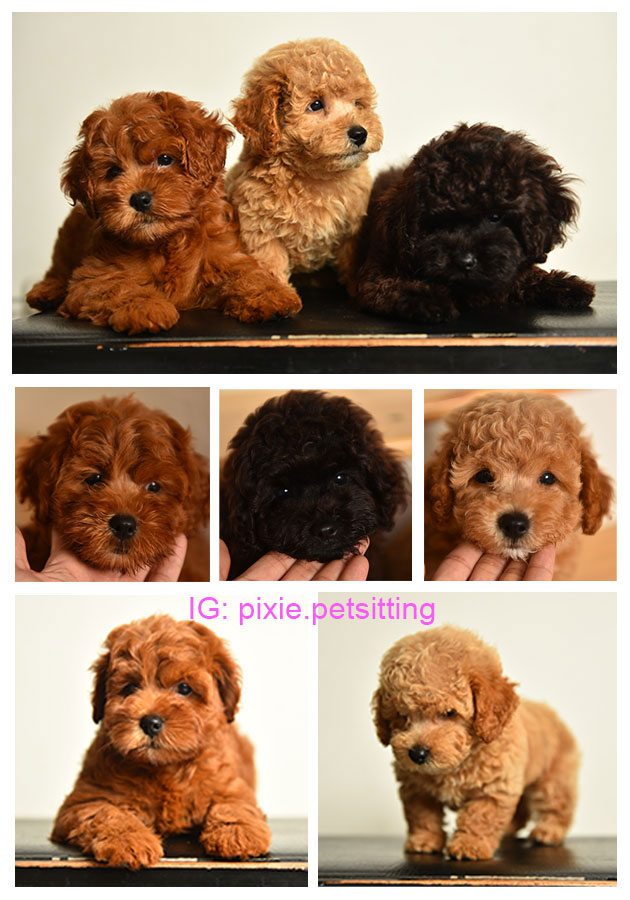 Jual 3 Ekor Anakan Poodle
