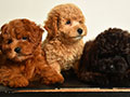 Jual 3 Ekor Anakan Poodle