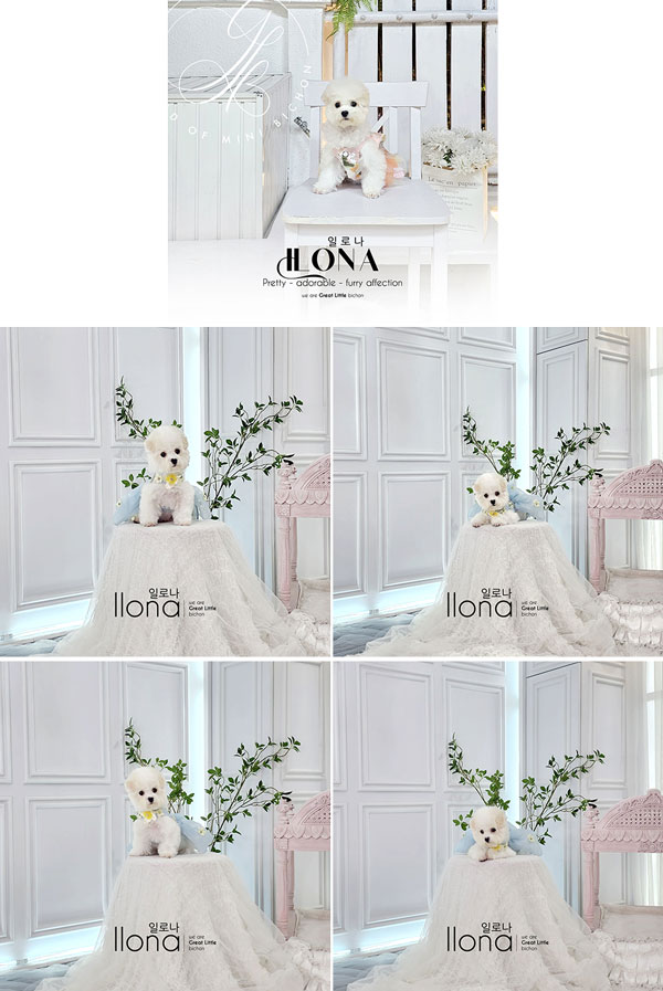 Mini Korean Pretty Dolly Face Bichon Frise - Ilona