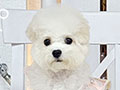 Mini Korean Pretty Dolly Face Bichon Frise - Ilona