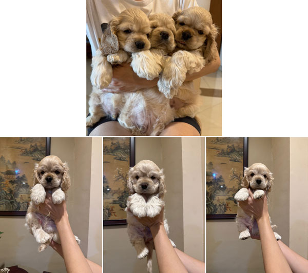 Dijual Anakan American Cocker Spaniel Good Quality