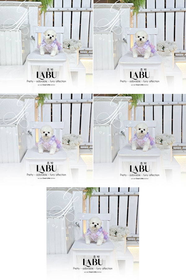 Tiny Korean Pretty Dolly Face Bichon Frise - Labu